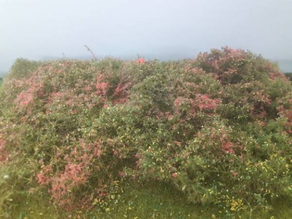 Waldlichtung, Frühherbst